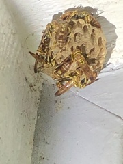 Mischocyttarus mexicanus cubicola