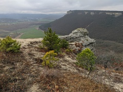 Pinus nigra pallasiana