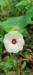 Ipomoea pandurata