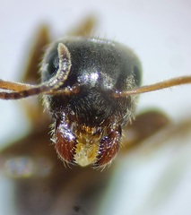 Lasius platythorax