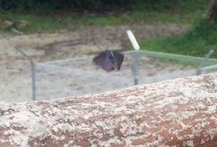 Anthene emolus goberus