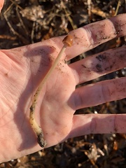 Gliophorus psittacinus