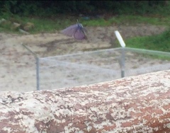 Anthene emolus goberus