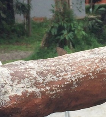 Anthene emolus goberus