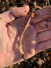 Gliophorus psittacinus