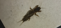 Gryllotalpa africana