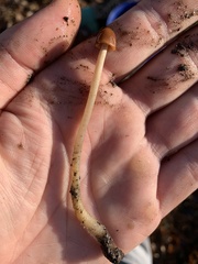 Gliophorus psittacinus