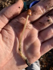 Gliophorus psittacinus