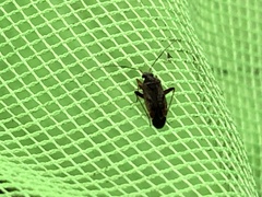 Microtechnites bractatus