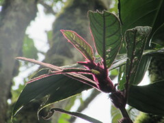 Columnea