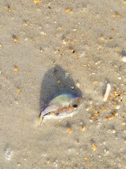 Canthigaster rostrata