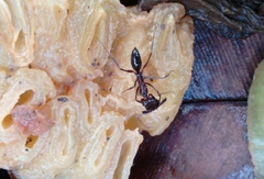 Odontomachus simillimus