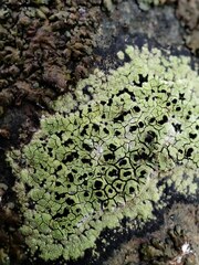 Rhizocarpon oportense