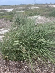 Sporobolus anglicus