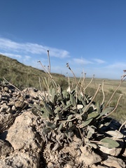 Eriogonum flavum flavum