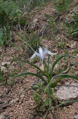 Iris graeberiana