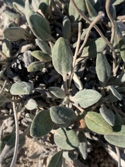 Eriogonum flavum flavum