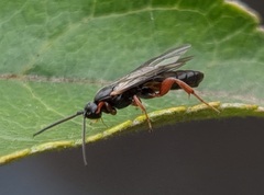 Hypsicera femoralis