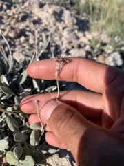 Eriogonum flavum flavum