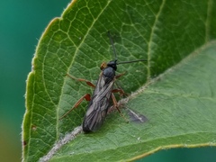 Hypsicera femoralis