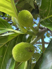 Artocarpus camansi