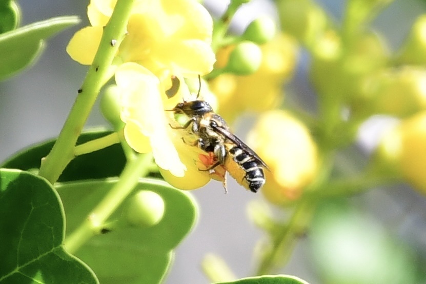 Megachile armaticeps