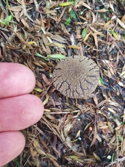 Amanita nothofagi