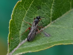 Hypsicera femoralis