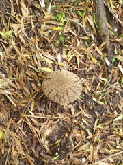 Amanita nothofagi
