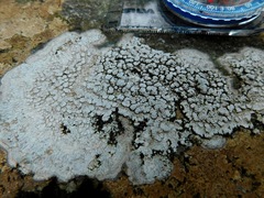 Sagediopsis aquatica