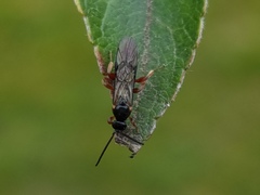 Hypsicera femoralis