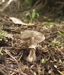 Amanita nothofagi
