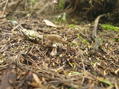 Amanita nothofagi