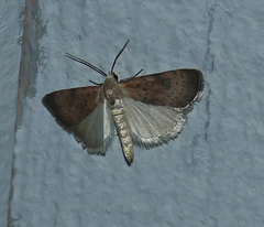 Micrathetis