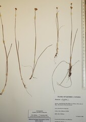 Juncus stygius americanus