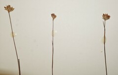 Juncus stygius americanus