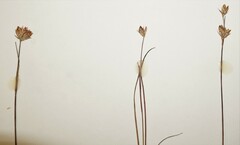 Juncus stygius americanus