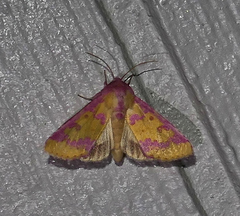 Psectrotarsia suavis