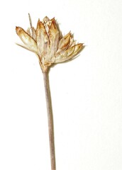 Juncus stygius americanus