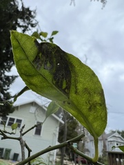 Phyllocnistis citrella