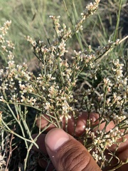 Eriogonum effusum