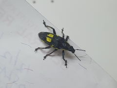 Polyclaeis longicornis