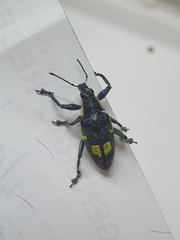 Polyclaeis longicornis