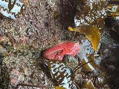 Cribrinopsis albopunctata