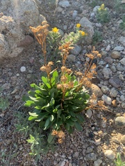 Packera tridenticulata