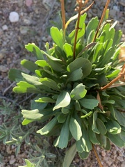 Packera tridenticulata