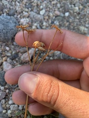 Packera tridenticulata