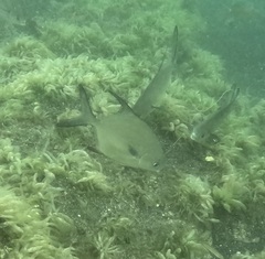 Trachinotus falcatus