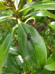 Leioproctus