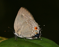 Strephonota tephraeus